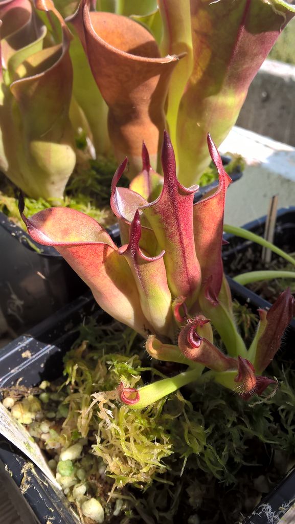Heliamphora chimantensis