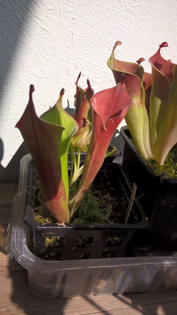 Heliamphora tatei