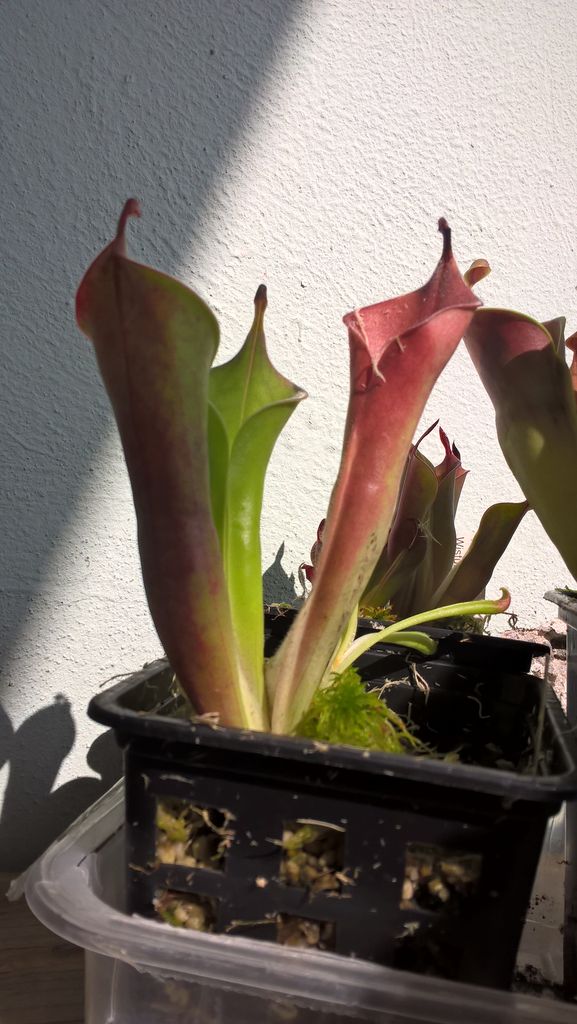Heliamphora tatei 2