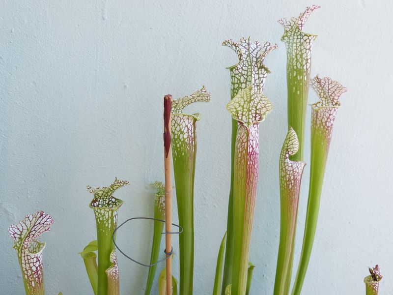 Sarracenia leucophylla