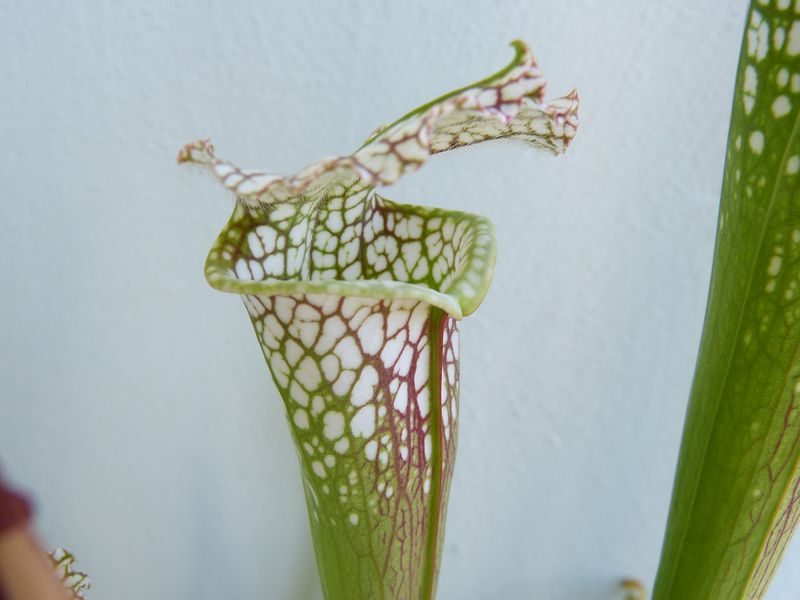 Sarracenia leucophylla 2