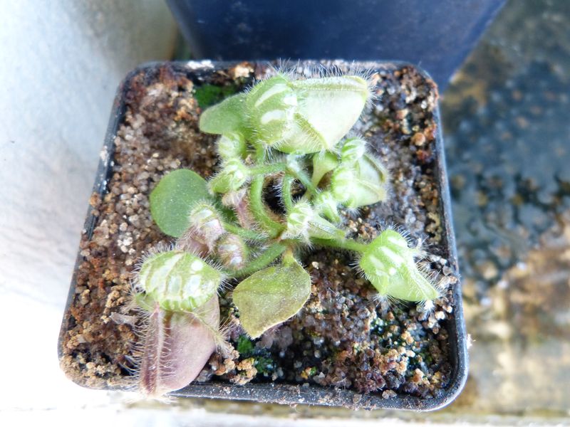 Cephalotus follicularis