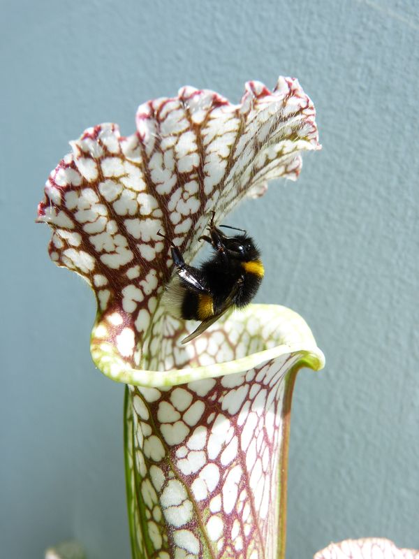 Sarracenia leucophylla 5