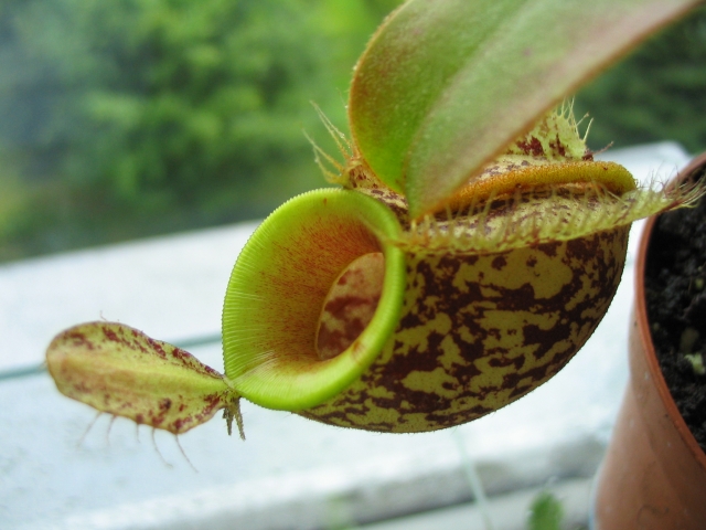 ampule