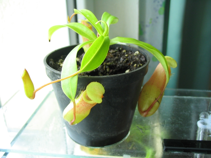 n_ventricosa2