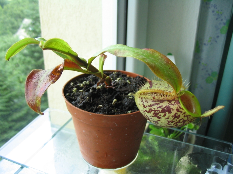 n_ampullaria1