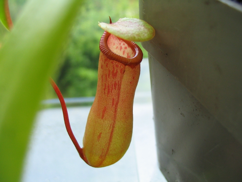 n_ventricosa1