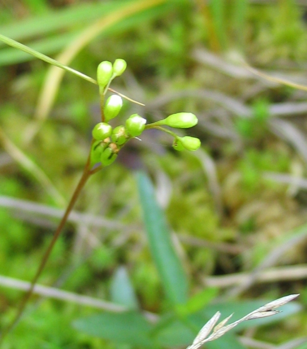 d_rotundifolia3