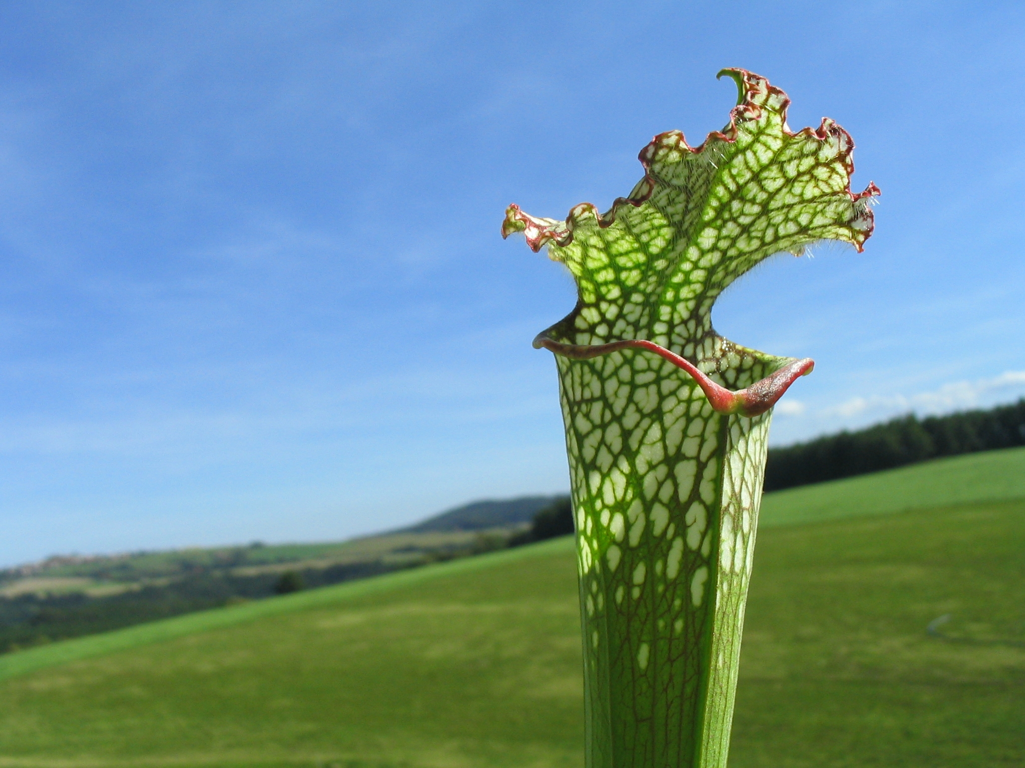 s_leucophylla_4