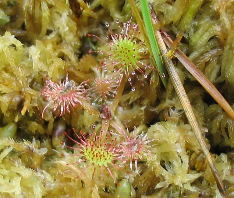 d_rotundifolia1