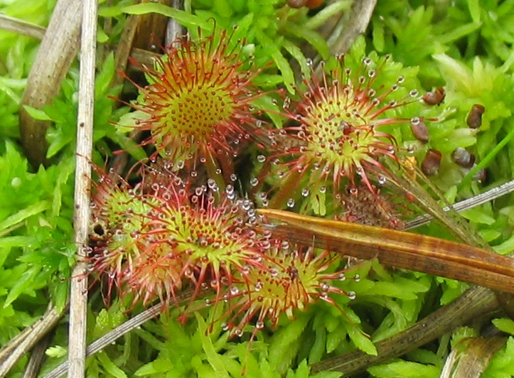 d_rotundifolia2
