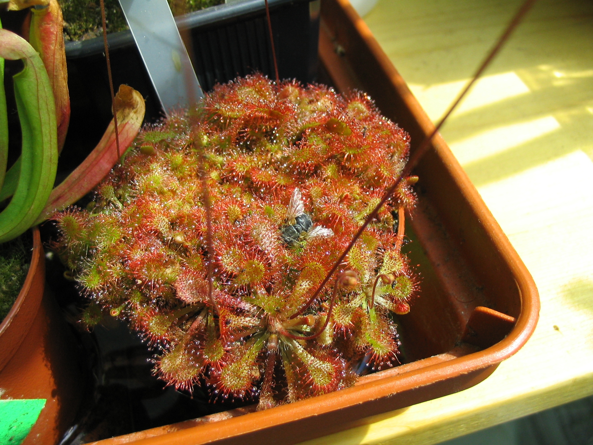 d_spathulata_korist