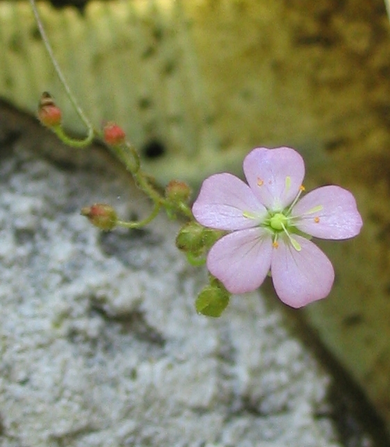d_erricsonella1