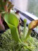 h_nutantsxheterodoxa_01052001