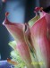 h_minor_01052011-3