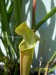S_rubra_alabamensis_1