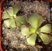 P_cyclosecta_1