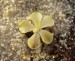 P_moranensis_1
