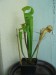 s_oreophila1
