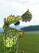 s_leucophylla_3