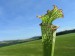 s_leucophylla_4