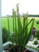 s_leucophylla_5