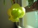 S_alata_kvet1